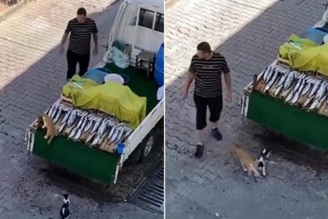 배고픈 길고양이들이 자기 트럭에서 생선 훔치는 걸 보고도 못 본 척해주는 사장님
