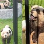 “판다 보러 동물원에 갔는데 판다는 없고 판다처럼 염색한 강아지가 반겨줬어요”
