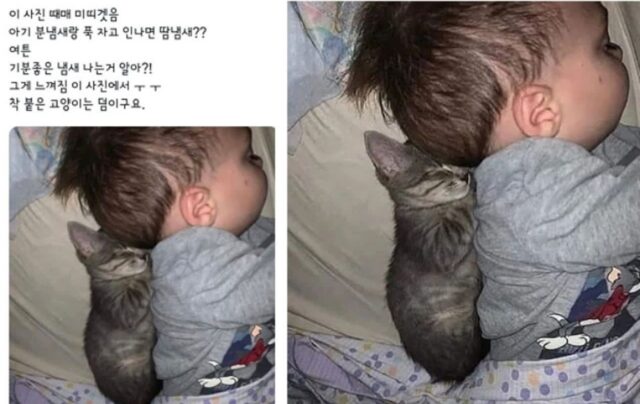 “이 사진때문에 미치겠음”…아기 등에 살포시 기대 잠든 아깽이 사진이 난리난 이유