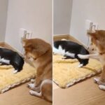 자기 침대 빼앗은 고양이에게 “자리 비켜달라” 으르렁했다가 움찔 겁 먹은 강아지