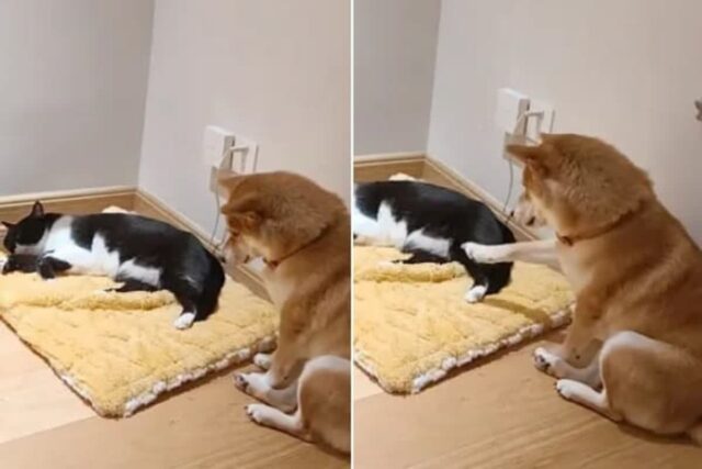 자기 침대 빼앗은 고양이에게 “자리 비켜달라” 으르렁했다가 움찔 겁 먹은 강아지