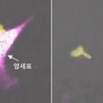 자기보다 몸집 훨씬 큰 암세포 때려잡는 ‘면역세포’의 전투력 수준(영상)