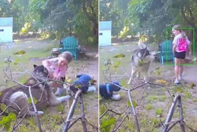 인형 가지고 와서 이웃집 허스키 강아지랑 바꿔치기한 7살 소녀의 귀여운 납치극