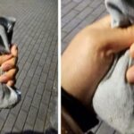 강아지 산책 중 응가하자 미처 배변 봉투 챙기지 못했던 견주가 선택한 충격적인 방법