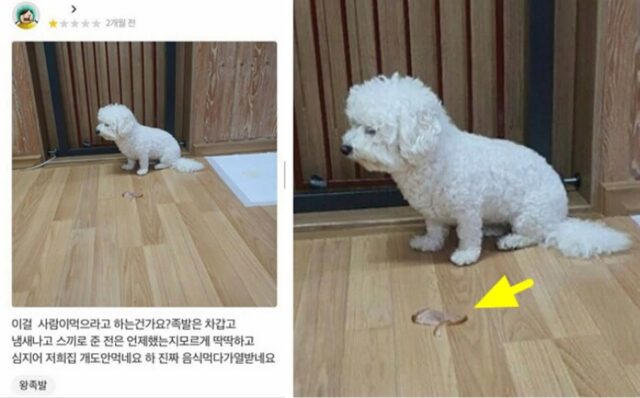 ‘배달의 민족’ 사장님들도 폭풍 공감해 극찬한다는 맛없는 족발집에 ‘솔직한 리뷰 방법’
