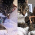 항상 바비 인형 꼭 끌어안고 다니는 고양이..’인형이 좋다냥’