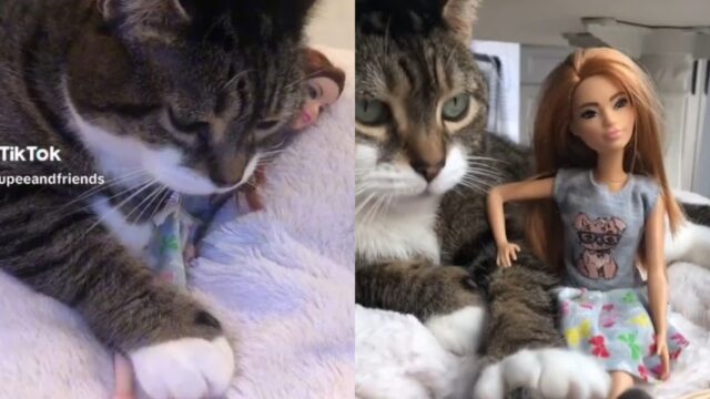 항상 바비 인형 꼭 끌어안고 다니는 고양이..’인형이 좋다냥’