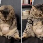 살 많이 찐 탓에 고개 숙이지 못해서 자기 배털 핥을 수가 없어 절망한 고양이