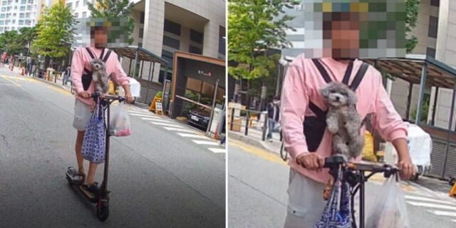 “동물학대 아니냐”… 가슴에 강아지 매달고 킥보드 운전하는 남성 (사진)
