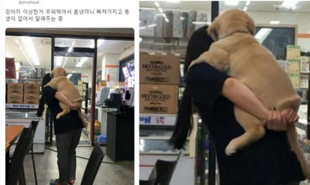 아무거나 주워먹었다가 주인한테 혼나 기죽어있자 강아지 불쌍해 위로해주는 동생