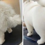애견 미용비 비싸다며 투덜대던 남편이 미용 끝난 강아지 보자 ‘흐뭇해진 이유’