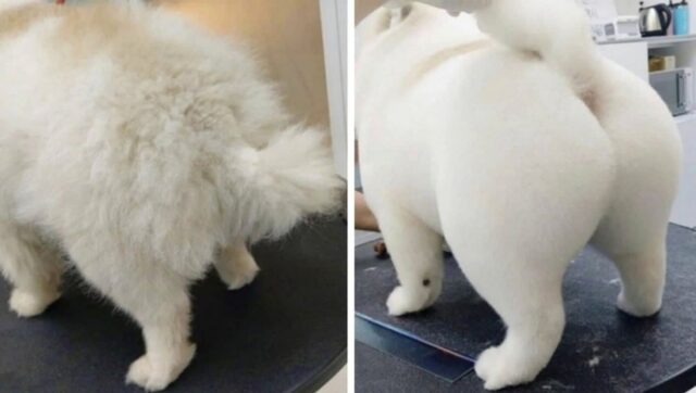 애견 미용비 비싸다며 투덜대던 남편이 미용 끝난 강아지 보자 ‘흐뭇해진 이유’