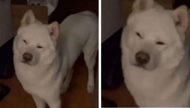 “야근해서 힘들었는데 자다 깬 얼굴로 마중나온 강아지한테 감동했어요”