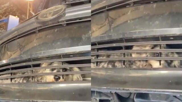자동차와 충돌한 후 사라진 개…알고 보니 ‘여기’ 갇혀 있었다