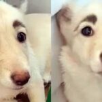 자연산 숯검댕이 눈썹으로 유기견에서 스타견된 ‘짱구 댕댕이’