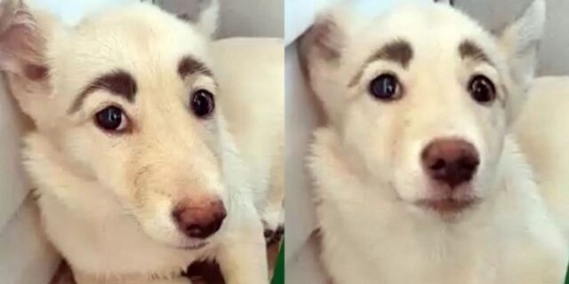 자연산 숯검댕이 눈썹으로 유기견에서 스타견된 ‘짱구 댕댕이’