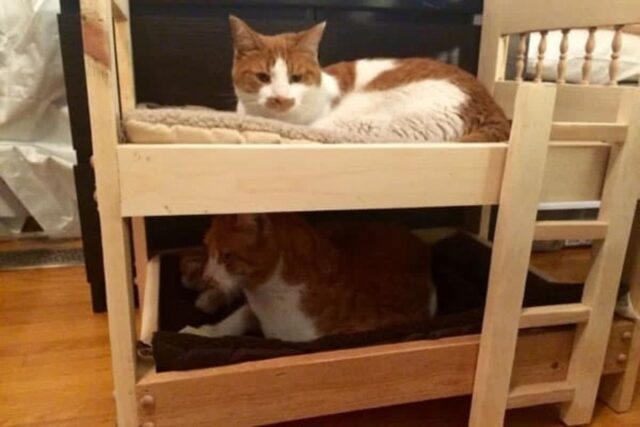 “고양이 싫다며 입양 반대하신 아빠가 막상 키우게 되자 2층 침대 만들어줬어요”