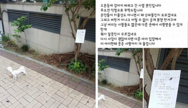 강아지 버려놓고 공개 분양 한거라며 어이없는 변명하는 ‘어느 견주의 이상한 논리’