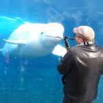 자기 보는 눈앞에서 색소폰 연주하는 남성 본 ‘귀요미’ 벨루가가 보인 반응