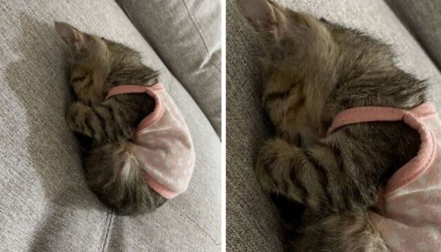 “아기 고양이 머리 콕 박고 꿀잠자는 모습에 너무 귀여워서 심장이 녹는 줄 알았어요”