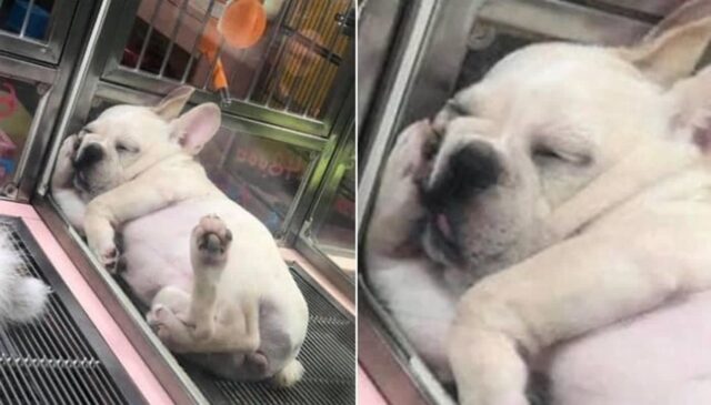 동물병원에 입원해 매일 울고있을 댕댕이 걱정돼 병문안 갔던 주인이 마주한 상황