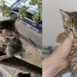 나무 위에 갇혀있던 새끼 냥이, 구하러 온 사람 보자 ‘품으로 점프!’
