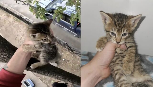 나무 위에 갇혀있던 새끼 냥이, 구하러 온 사람 보자 ‘품으로 점프!’
