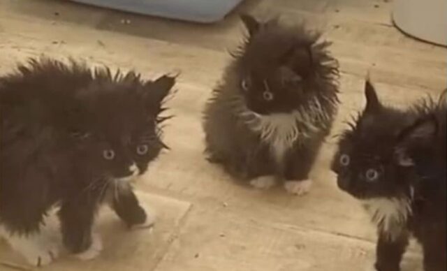 강아지가 너무 핥아서 도망친 고양이 삼총사