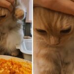 닭갈비 패주고 싶던 고양이