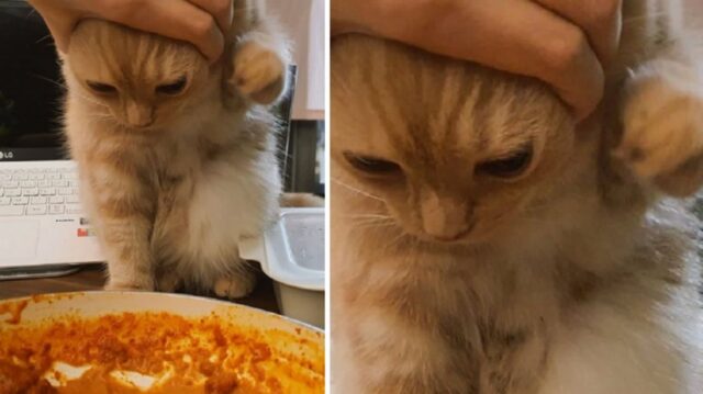닭갈비 패주고 싶던 고양이