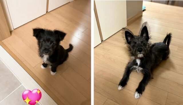 이상하게 자라는 강아지…어떻게 강아지가 화투패 같냐고 ㅋㅋ