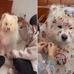 아이들이 자기 몸에 끈적한 스티커 붙이며 노는데 화낼 수 없어 내려놓은 강아지