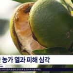 폭염에 터져버린 제주 감귤 피해 심각하다… “”올겨울에 감귤 못 먹나요“