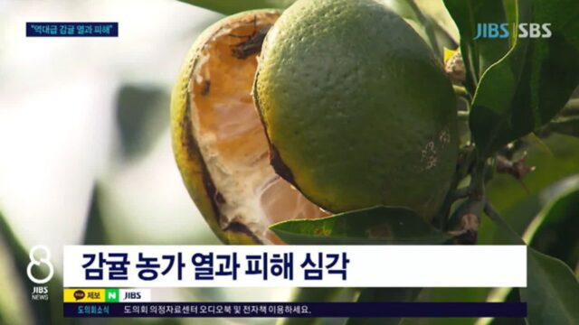 폭염에 터져버린 제주 감귤 피해 심각하다… “”올겨울에 감귤 못 먹나요“