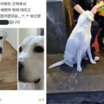 눈물 펑펑 쏟으며 잃어버린 강아지 애타게 찾던 견주가 ‘당근마켓’ 보고 현타 온 이유