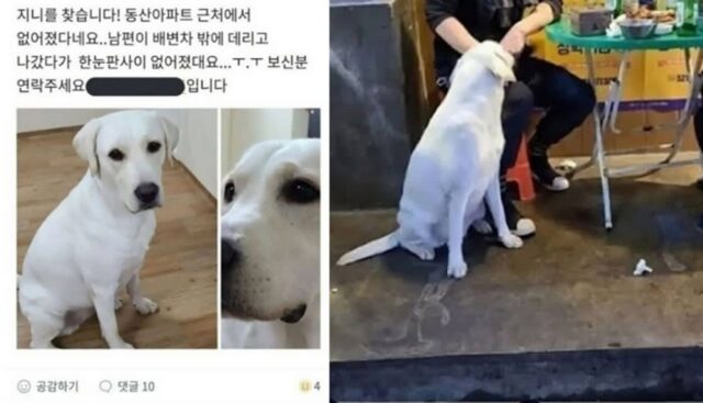 눈물 펑펑 쏟으며 잃어버린 강아지 애타게 찾던 견주가 ‘당근마켓’ 보고 현타 온 이유