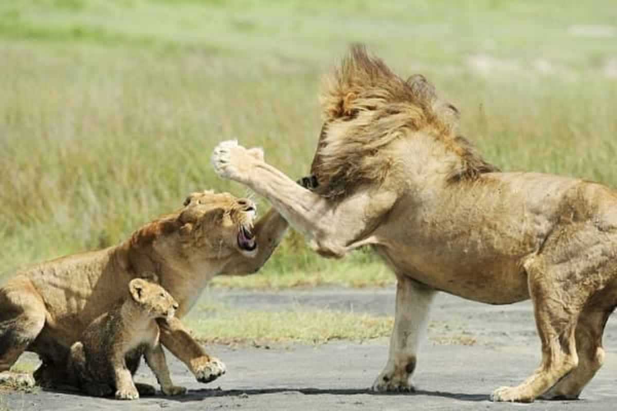 새끼에게 으르렁 거리고 있는 아빠 사자의 얼굴 향해 '뺨 싸대기' 날린 엄마 사자 | 애니멀플래닛, image size:1200x800