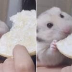앙증 맞은 입으로 집사보다 더 많이 먹겠다면서 뻥튀기 ‘오물조물’ 먹는 햄스터