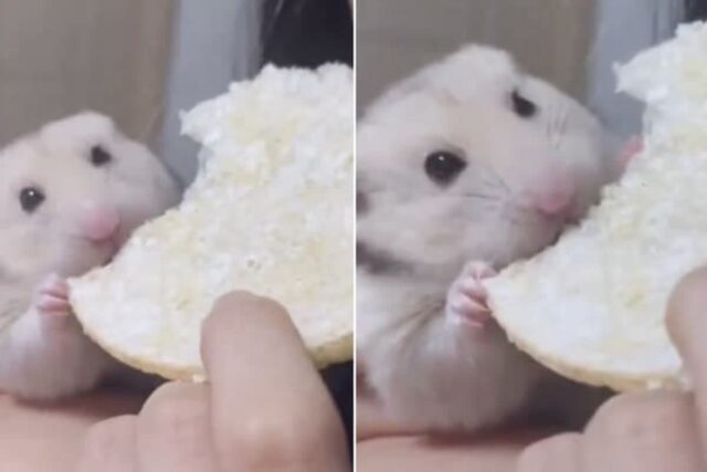 앙증 맞은 입으로 집사보다 더 많이 먹겠다면서 뻥튀기 ‘오물조물’ 먹는 햄스터