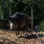 “멧돼지인 줄 알고”… 동료 엽사 오인 사격에 40대 남성 사망