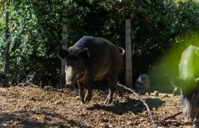 “멧돼지인 줄 알고”… 동료 엽사 오인 사격에 40대 남성 사망