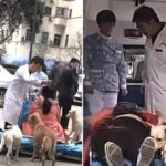 “동생 빨리 보고 싶다개”… 출산 위해 구급차 타고 떠나는 주인 걱정돼 따라나선 댕댕이 남매 (영상)