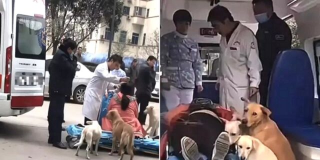 “동생 빨리 보고 싶다개”… 출산 위해 구급차 타고 떠나는 주인 걱정돼 따라나선 댕댕이 남매 (영상)