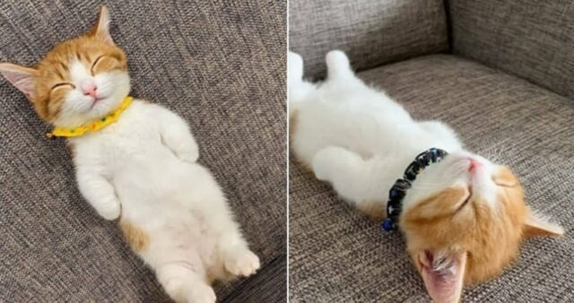 “갑자기 사라진 고양이 어디있나 했더니 소파에서 꿀잠자는데 너무 귀여워요”