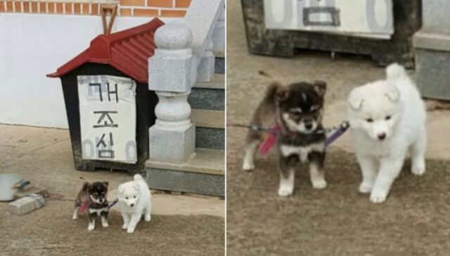 도둑 잡으려고 데려 온 경비견이라며 할머니가 보낸 사진 보고 ‘충격받은 이유’