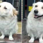 매일 아침마다 회사에 출근하는 집사에게 세상 가장 슬픈 눈빛 보내는 강아지