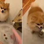살찐 포메라니안 강아지가 걱정돼 밥그릇에 사료 2알만 담았더니 벌어진 사태