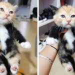 “볼때마다 귀여워서 만지고 싶은 우리집 삼색 고양이 한번 보실래요”