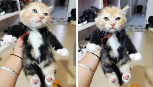 “볼때마다 귀여워서 만지고 싶은 우리집 삼색 고양이 한번 보실래요”