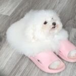 바닥에 분홍색 슬리퍼 잠깐 벗어놓았더니 두 앞발 쏙 집어넣고 있는 강아지